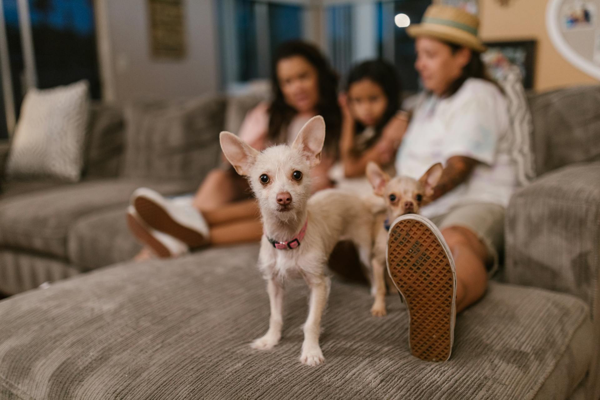 White Puppies on the Sofa