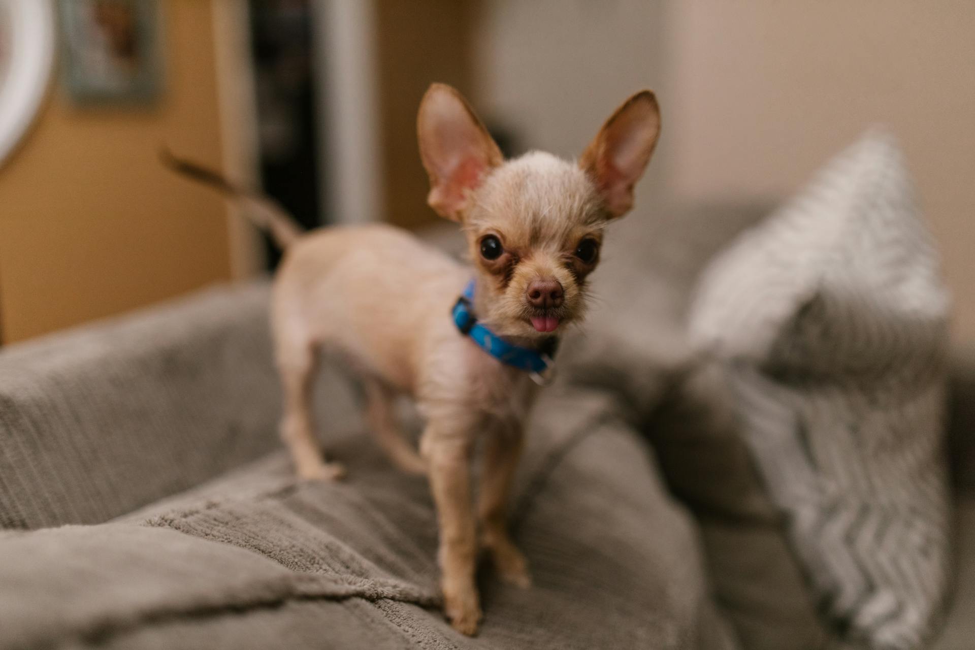 A Chihuahua with Collar on It's Neck