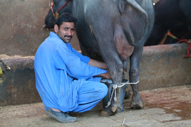 A Man Milking A Cow