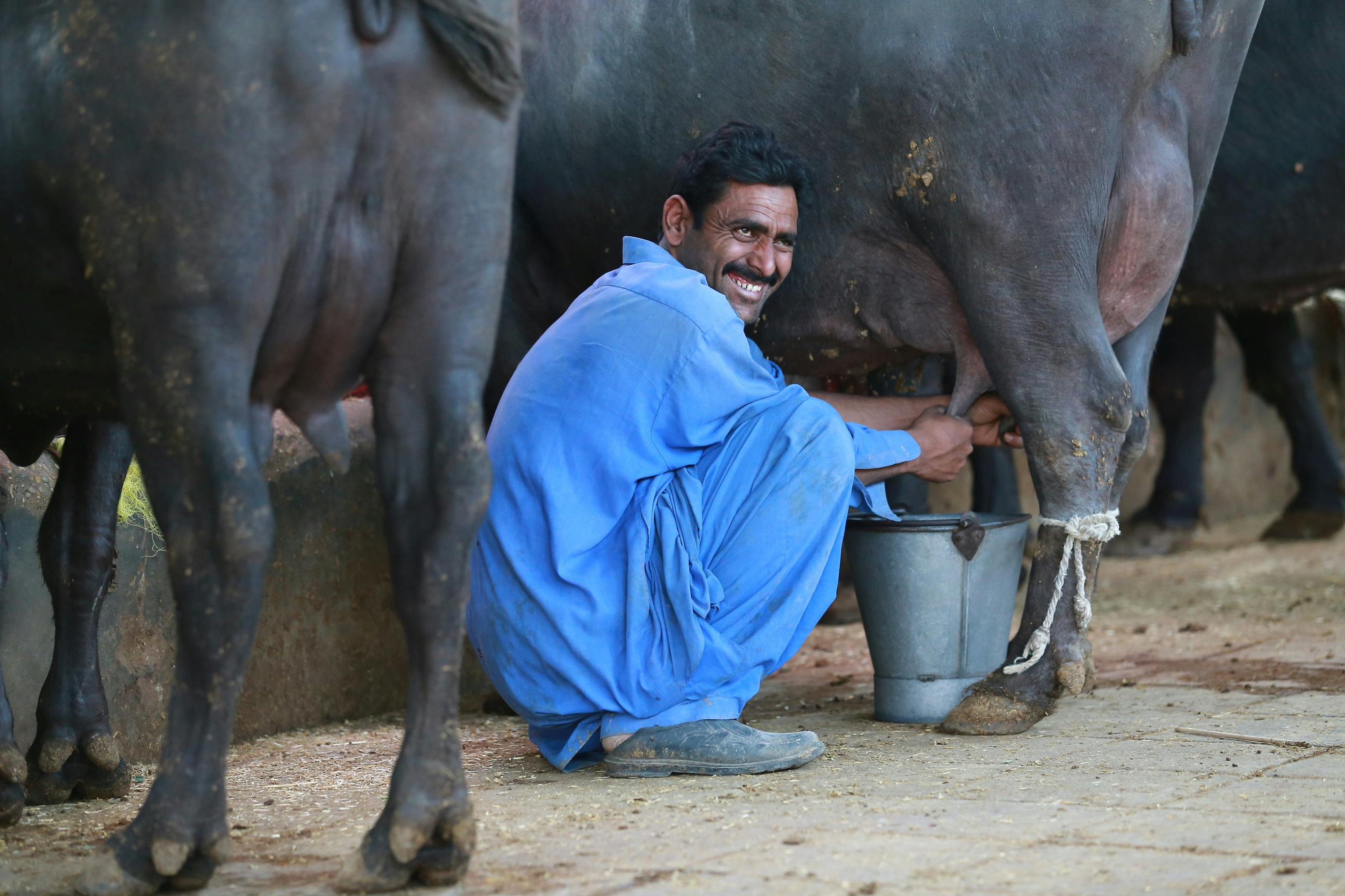 A Man Milking a Cow · Free Stock Photo