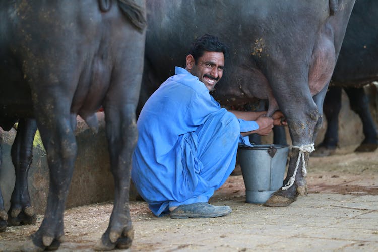 A Man Milking A Cow