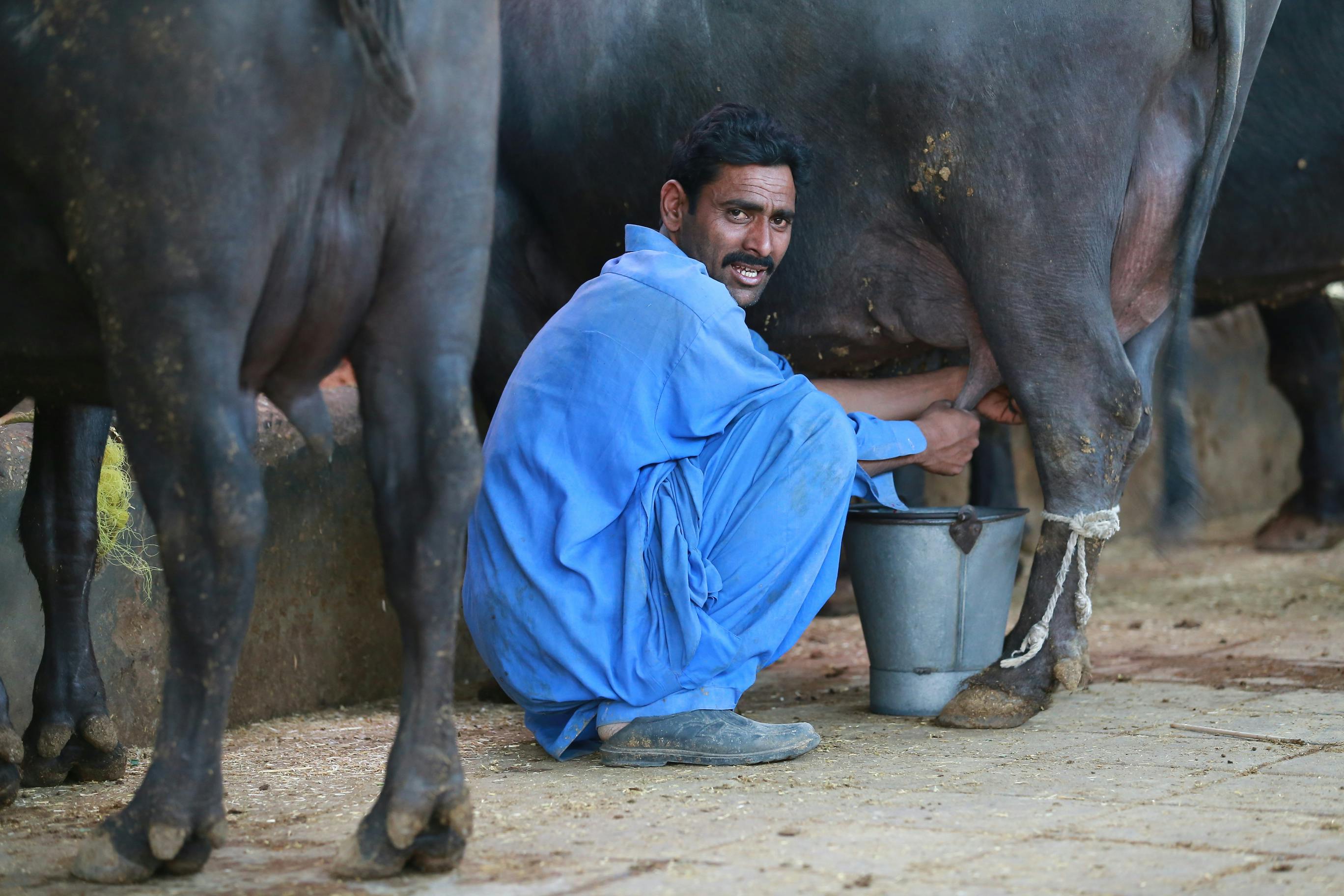 Many farmers utilize life insurance for farm financing — Photo by Imtiaz Ahmed on Pexels