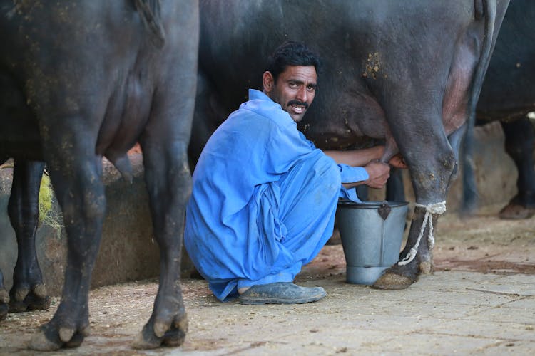 A Man Milking A Cow