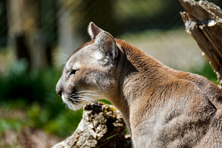 Panther In Close Up Photography