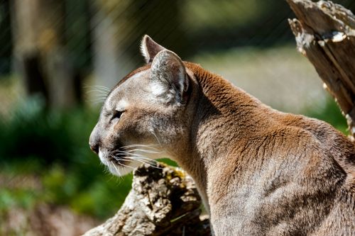 Free Close-up of a mountain lion in the wild, showcasing its stunning profile and natural habitat. Stock Photo