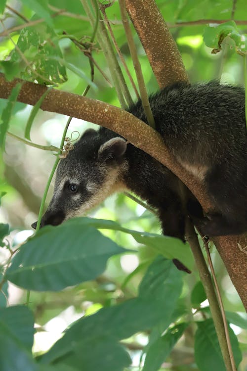 Raccoon Sitting on Tree Branch