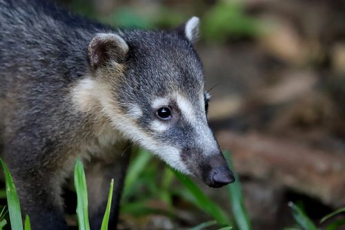 Free Portrait of a cute juvenile coati in a natural setting, showcasing its inquisitive nature. Stock Photo