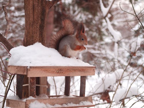 Close Up Photo of a Squirrel