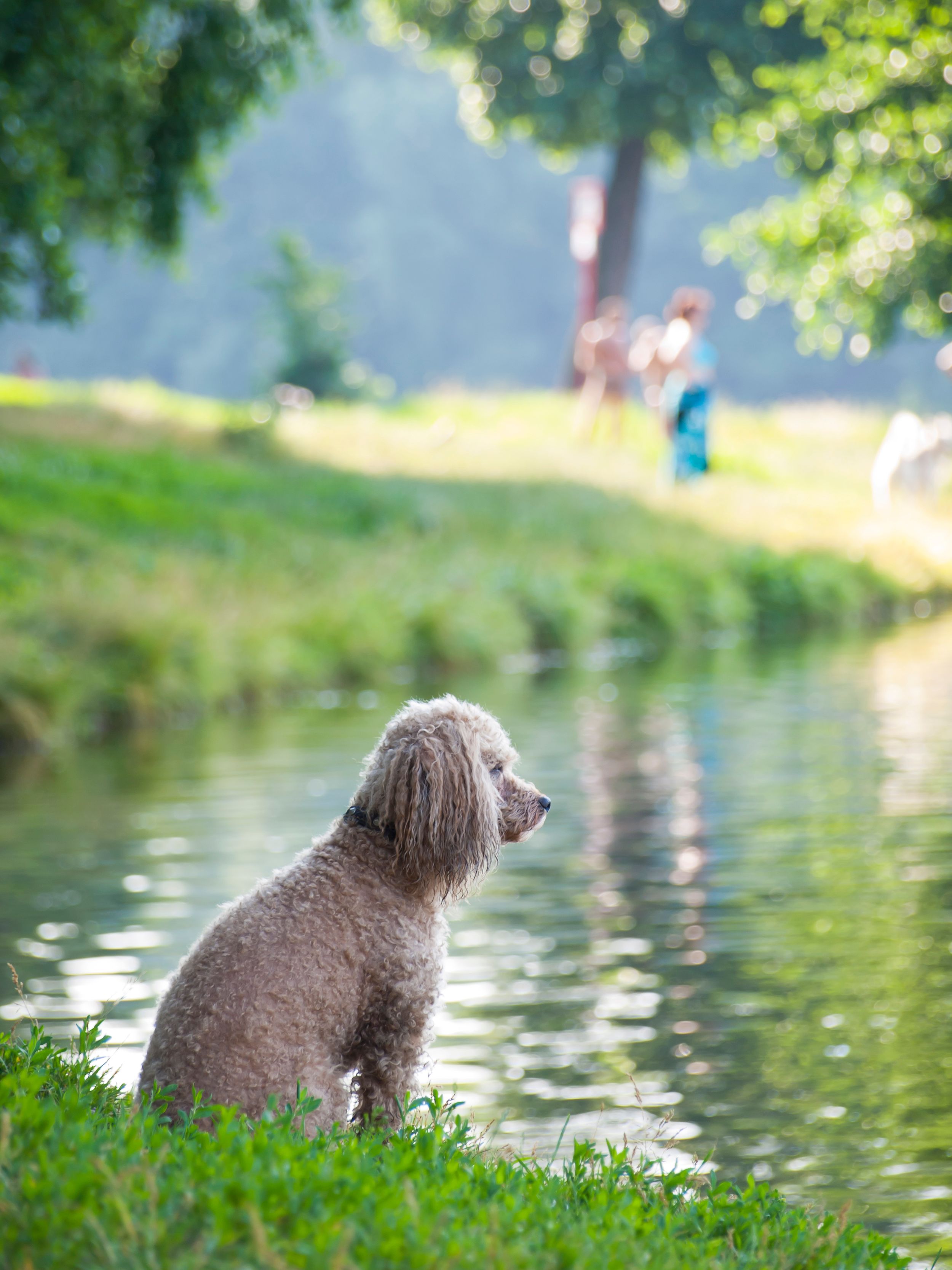 Photo of a Pond in a Park · Free Stock Photo