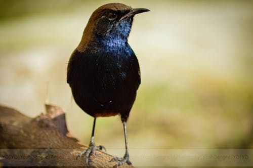 Free stock photo of 50mm, anger, close-up