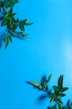Green plant leaves against a vibrant blue background, providing ample copy space.