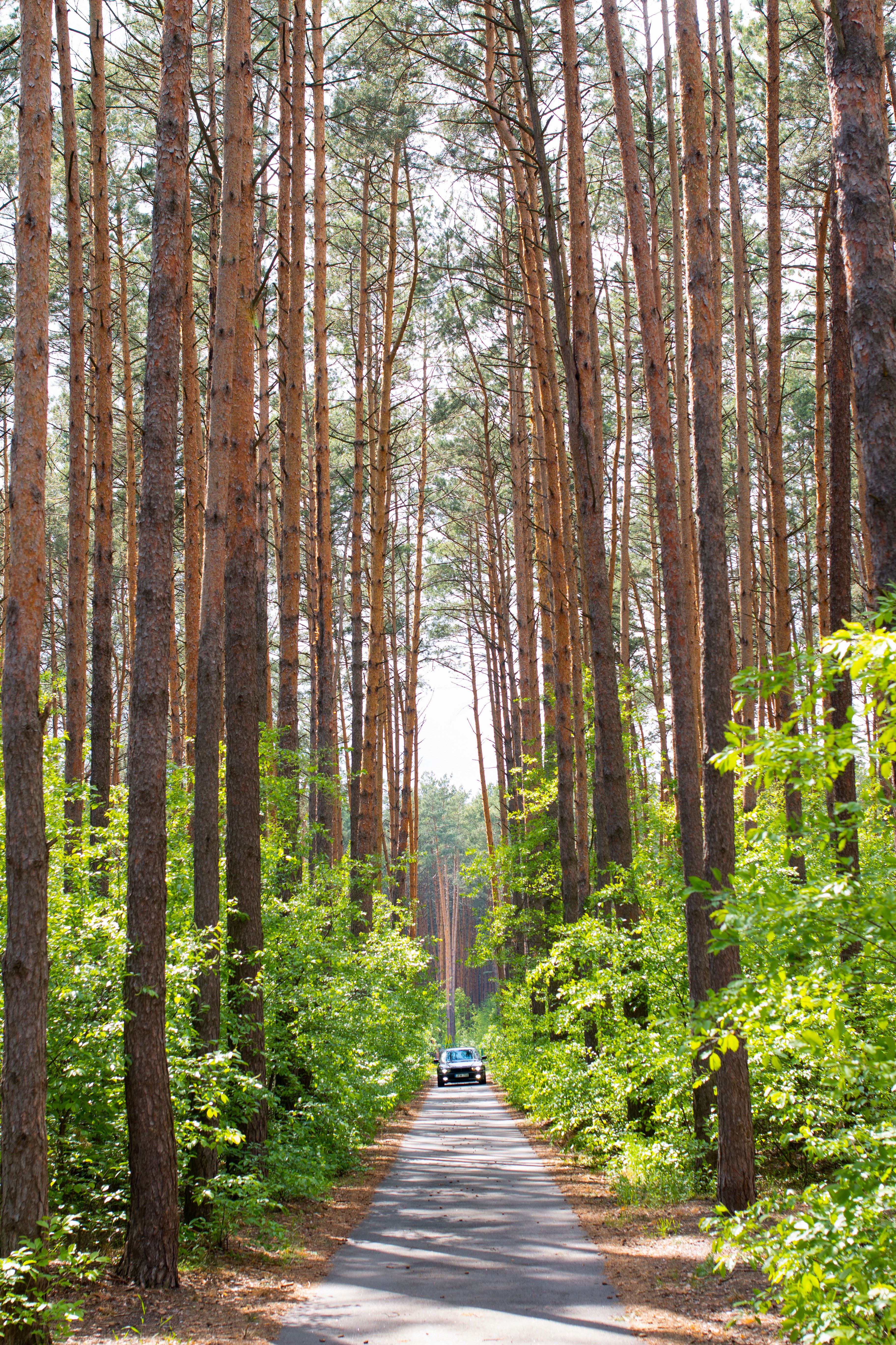 A Car on the Road in Between Tall Trees · Free Stock Photo