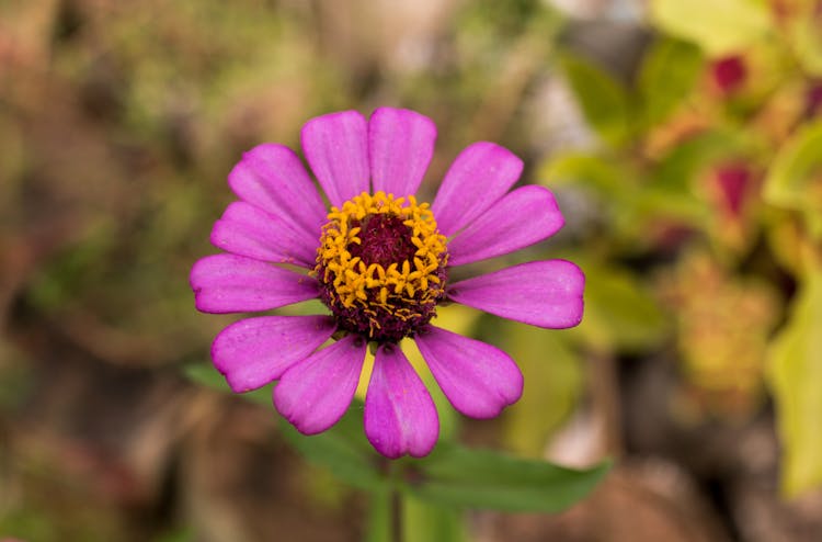 Close-up Of Zinnia Elegans