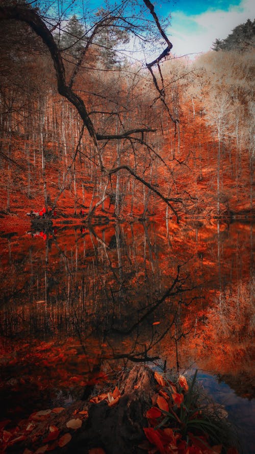 Amazing scenery of calm pond surrounded by red autumn fallen leaves and leafless trees reflecting in water surface