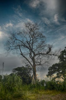 在孟加拉国萨耶克，一棵孤树矗立于壮丽的天空下，风景优美，自然如画