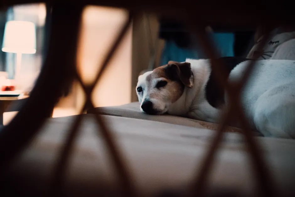 nighttime accidents in dogs