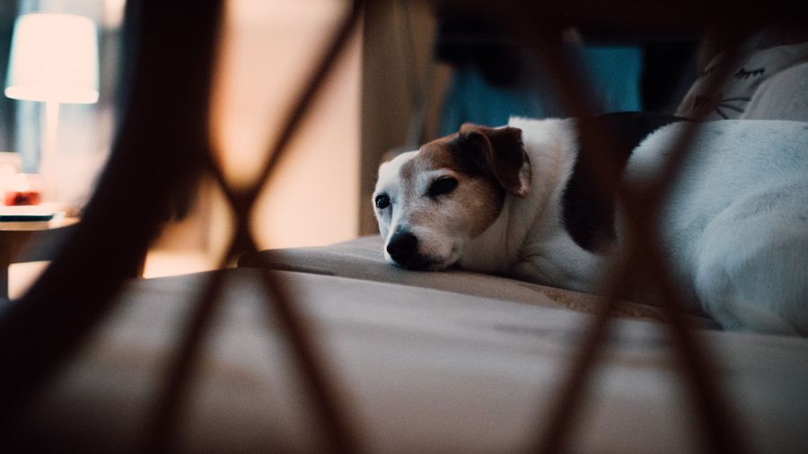 Why Grooming Is More Than Making Your Dog Look Good