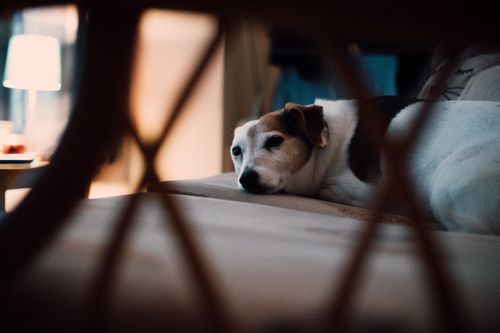 Free A Jack Russell Terrier lies comfortably on a bed in a dimly lit bedroom, creating a cozy atmosphere. Stock Photo