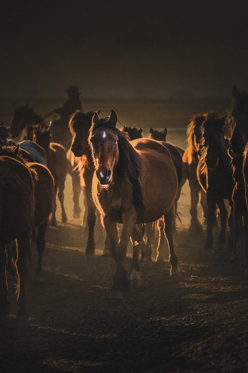 Herd of brown purebred horses running together on grassy terrain with shepherd at sunrise