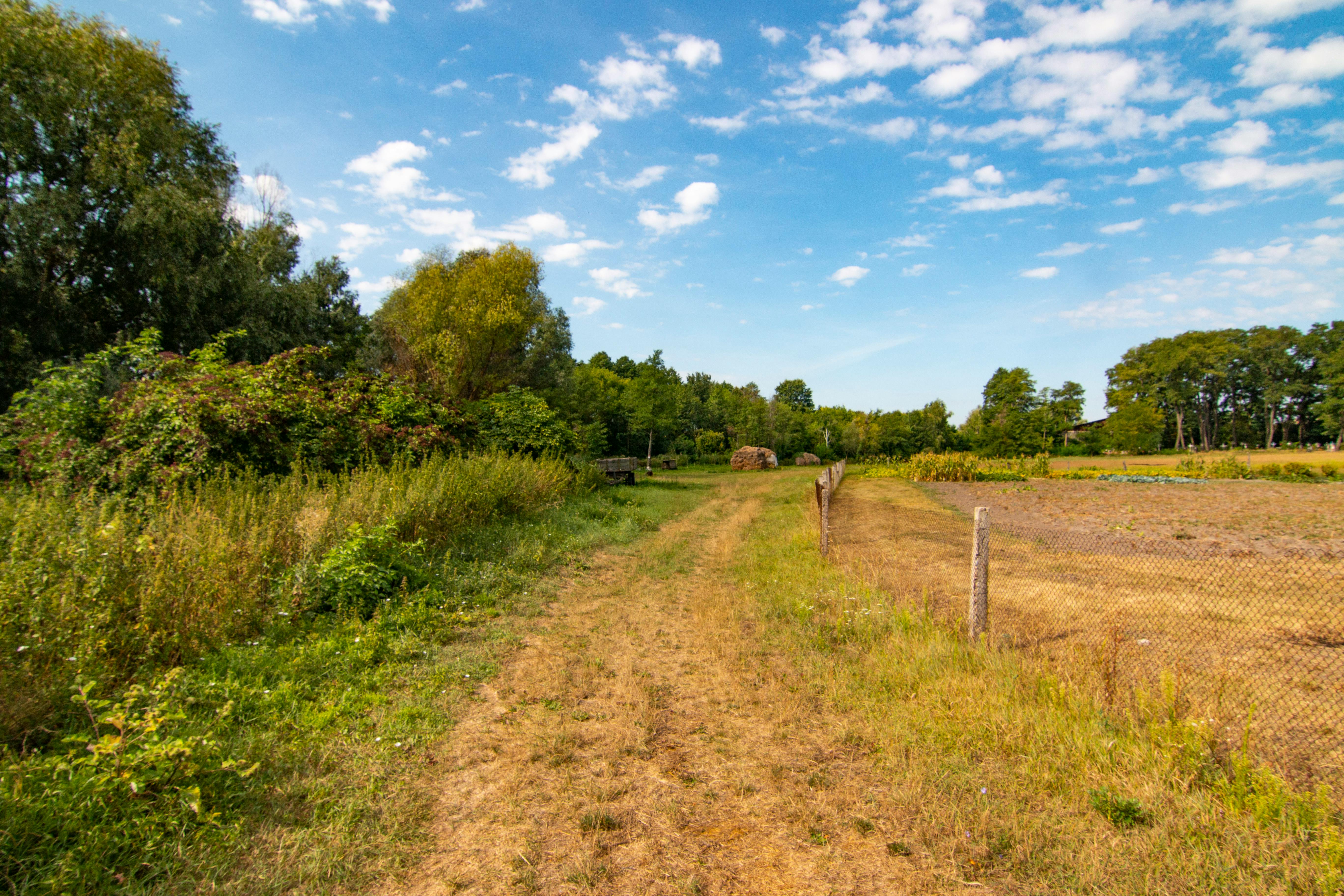 Blukar Bush Untended Rice Field Stock Photo 1888882066