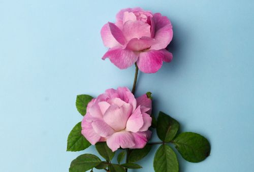Free Close-up of pink roses with green leaves against a blue background, showcasing floral beauty. Stock Photo