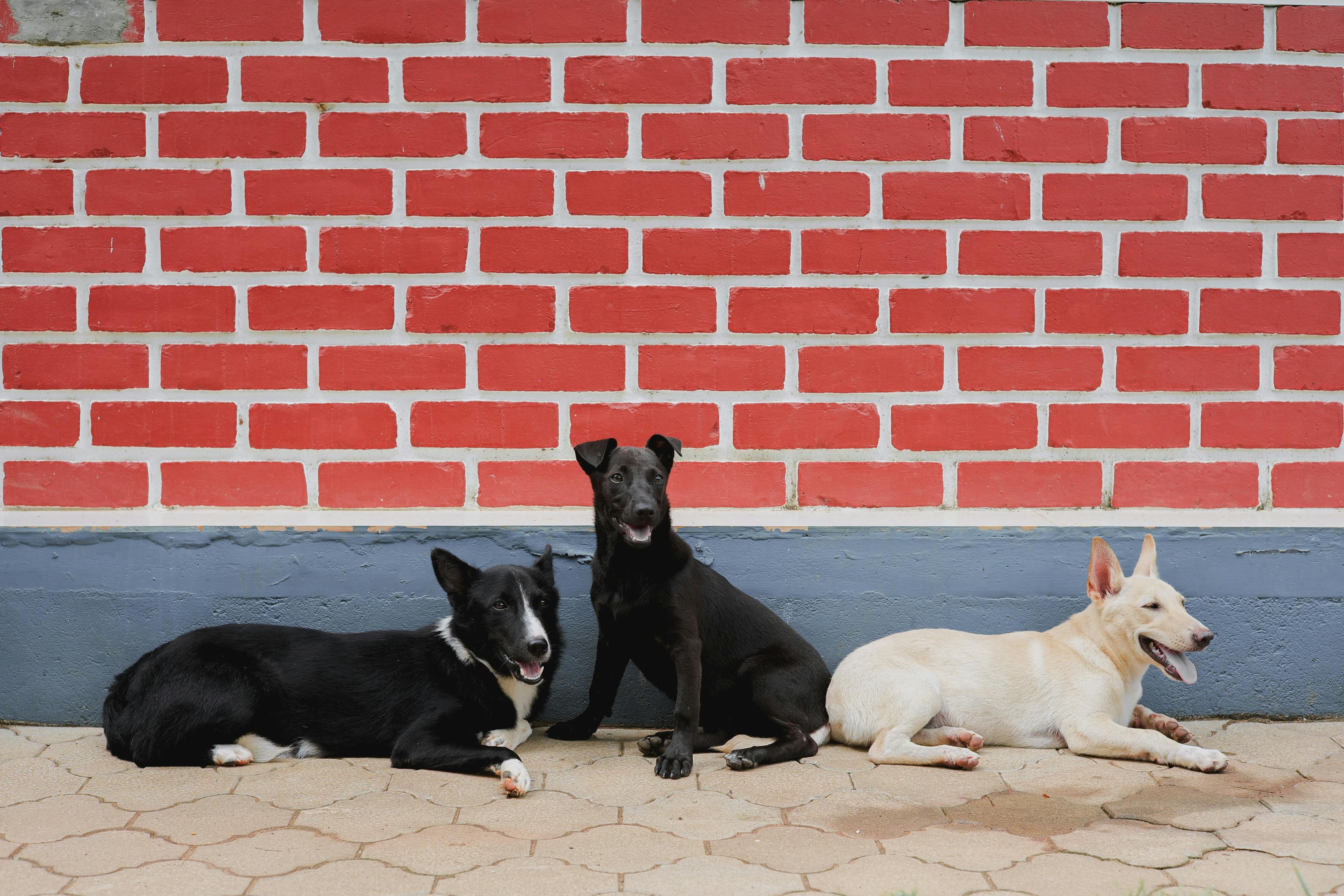 Dog Lying on the Street