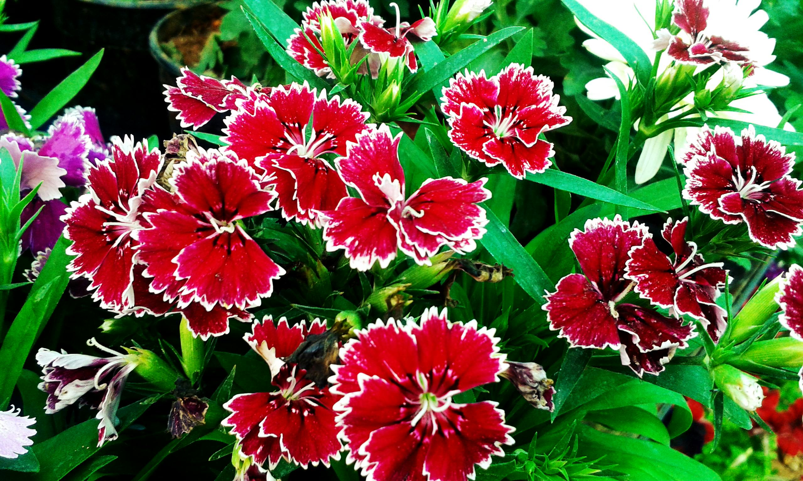 Free stock photo of beautiful flowers, green, red flower