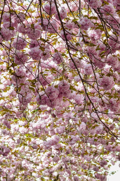 Flowers on Tree Branches