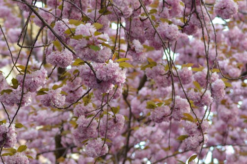 Ilmainen kuvapankkikuva tunnisteilla kasvikunta, kevät, kirsikankukat