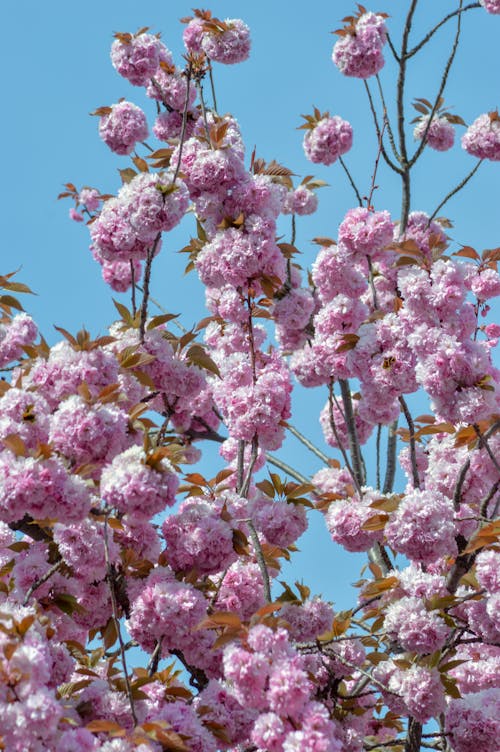 Pink Flowers on Tree Branches under Blue Sky