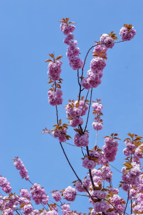 Pink Flowers on Tree Branches under Blue Sky