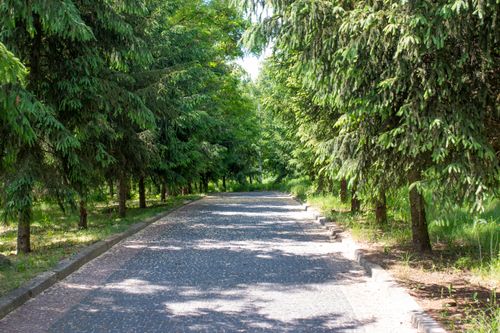 Free A serene paved path in a lush park flanked by tall evergreen trees under a bright summer sky. Stock Photo