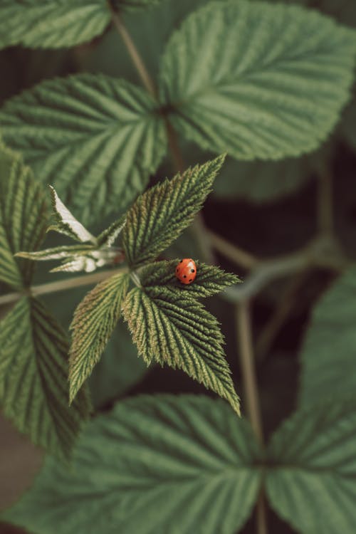 Red and Black Ladybug on Green Leaf