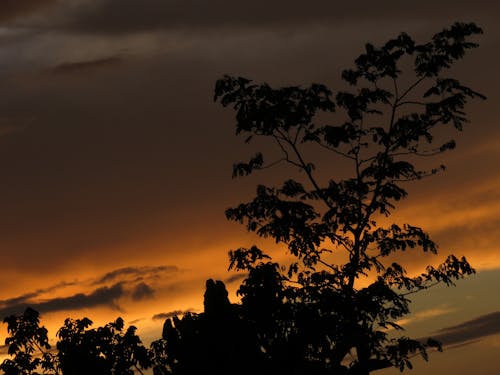 Foto profissional grátis de pó