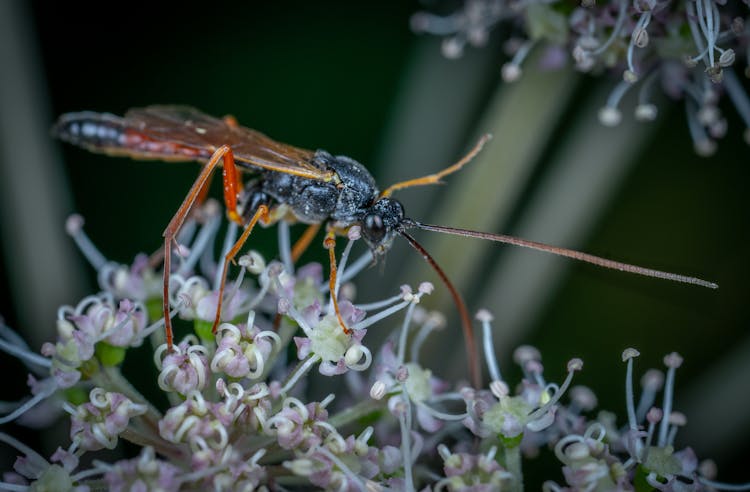 Parasitoid Wasp Sitting On Flower