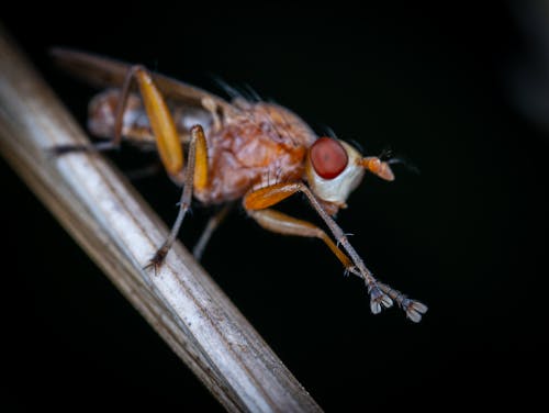 Free Macro Photography of an Insect Stock Photo