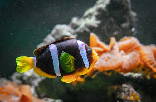 Exotic Yellowtail clownfish with colorful scales and striped body swimming underwater of clear aquarium with solid corals and reefs