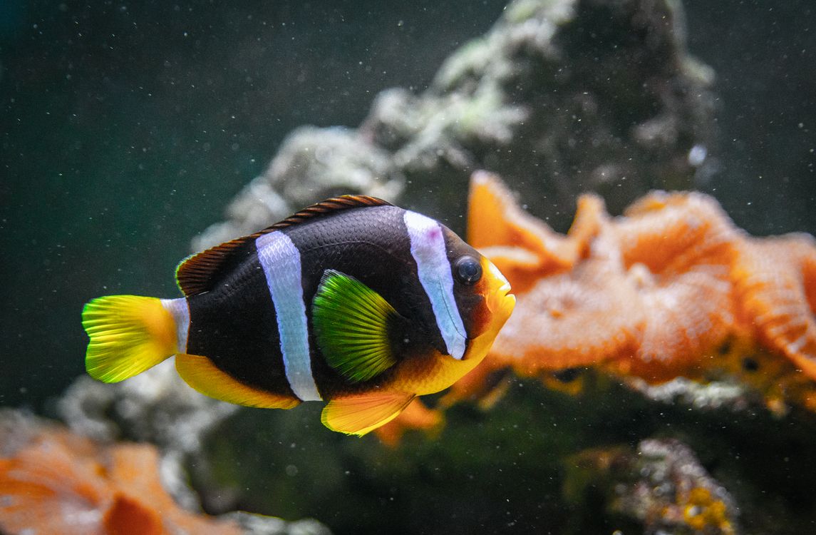 Fish · Pexels