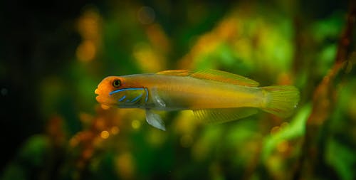 Orange jawfish swimming in aquarium