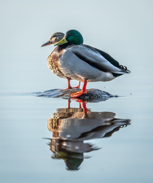 Wild drake and duck with colorful plumage on water surface of lake with reflection on summer day in wild nature