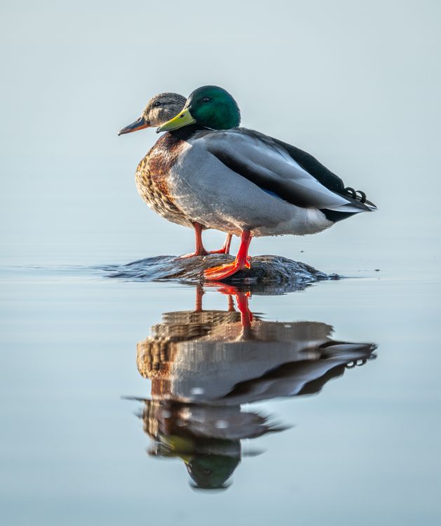 Drake and duck on water ยท Free Stock Photo