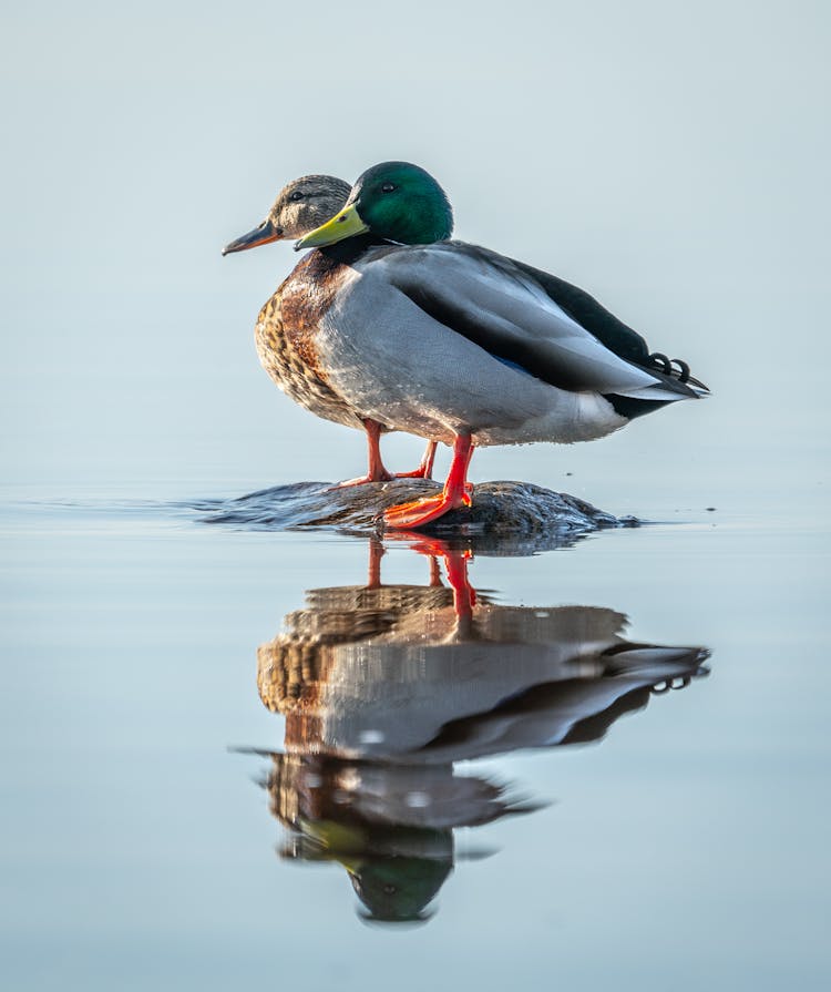 Drake And Duck On Water