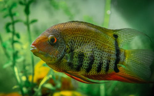 Tropical Banded cichlid fish with colorful scales and black stripes swimming in clear water of aquarium with tall green seaweed