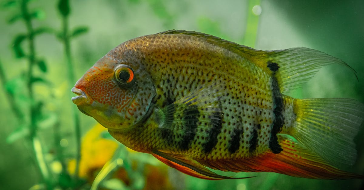 How to clean a fish tank with sand substrate
