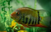 Tropical Banded cichlid fish with colorful scales and black stripes swimming in clear water of aquarium with tall green seaweed