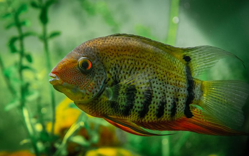 Tropical Banded cichlid fish with colorful scales and black stripes swimming in clear water of aquarium with tall green seaweed