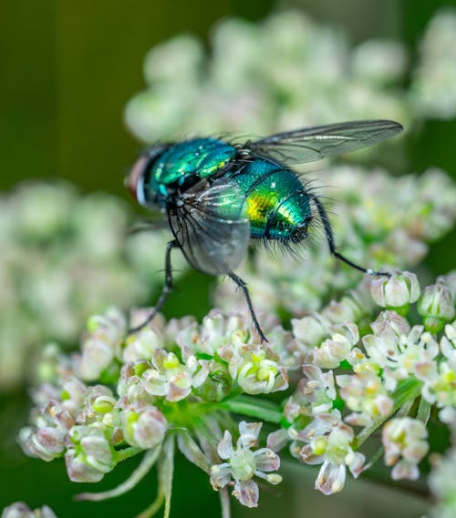 Closeup of common green bottle fly sitting on blooming plant with small white flowers in wild nature on blurred background