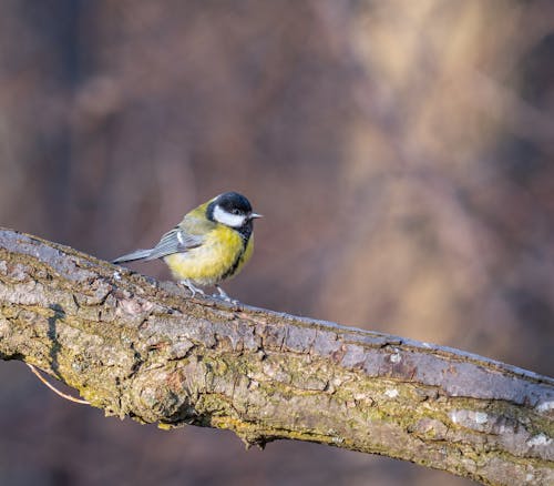 Wild tit with colorful plumage and white stripe on head sitting on thick leafless tree branch in forest against blurred background