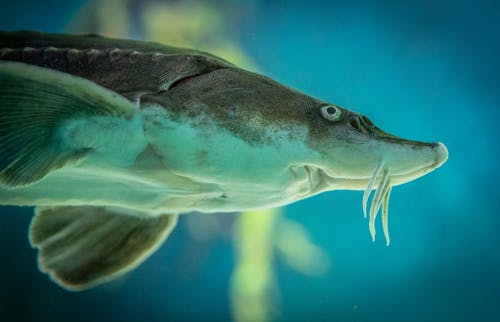 Sturgeon fish swimming in aquarium