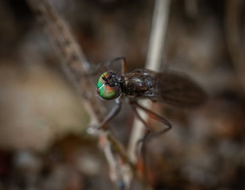 Foto d'estoc gratuïta de a l'aire lliure, animal, biologia